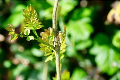 <i>Fraxinus excelsior</i>