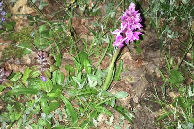 <i>Orchis mascula</i>