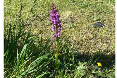 <i>Orchis mascula</i>