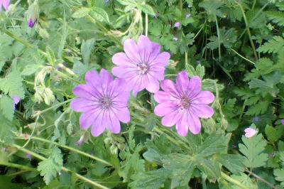 <i>Geranium pyrenaicum</i>