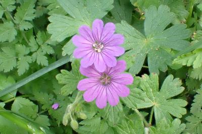 <i>Geranium pyrenaicum</i>