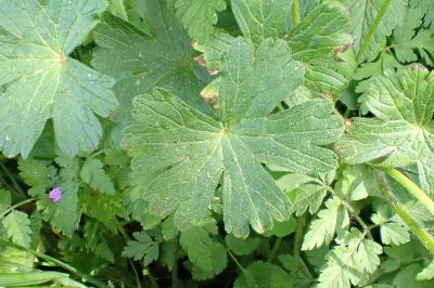 <i>Geranium pyrenaicum</i>