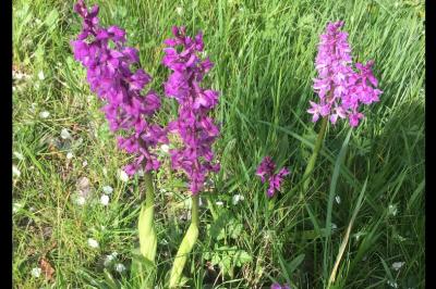 <i>Orchis mascula</i>