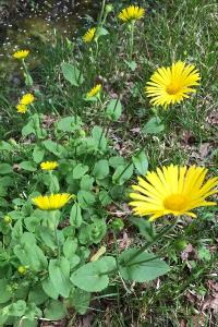 <i>Doronicum plantagineum</i>