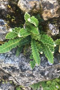 <i>Asplenium ceterach</i>