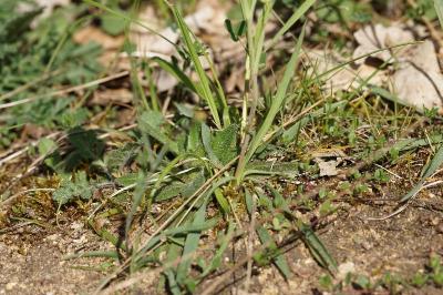 <i>Ranunculus gramineus</i>