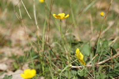 <i>Ranunculus gramineus</i>