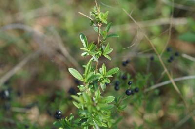 <i>Ligustrum vulgare</i>