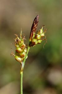 <i>Carex liparocarpos</i>