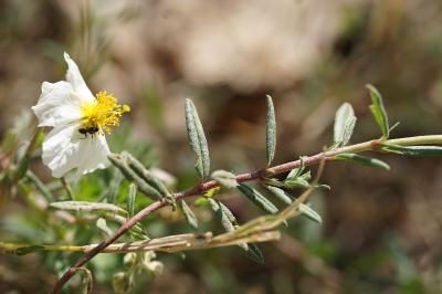 <i>Helianthemum apenninum</i>