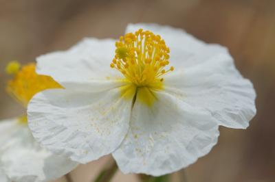 <i>Helianthemum apenninum</i>