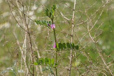 <i>Vicia sativa</i>