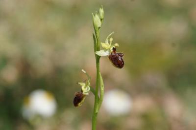 <i>Ophrys aranifera</i>