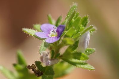 <i>Veronica arvensis</i>