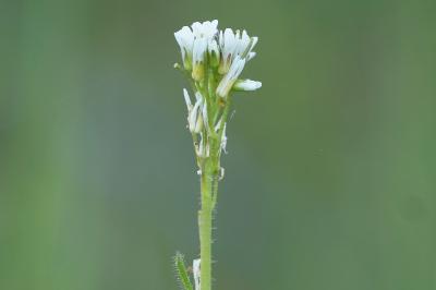 <i>Arabis hirsuta</i>