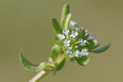 <i>Valerianella locusta</i>