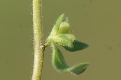 <i>Veronica arvensis</i>
