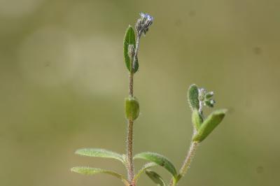 <i>Myosotis ramosissima</i>