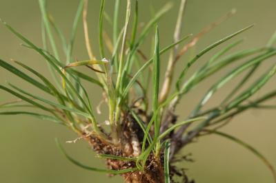 <i>Poa bulbosa</i>