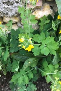 <i>Chelidonium majus</i>