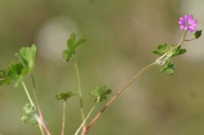 <i>Geranium molle</i>