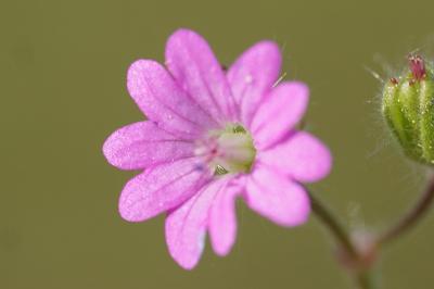 <i>Geranium molle</i>