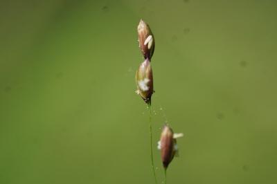 <i>Melica uniflora</i>