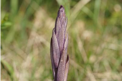 <i>Limodorum abortivum</i>