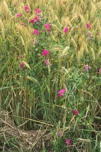<i>Lathyrus tuberosus</i>