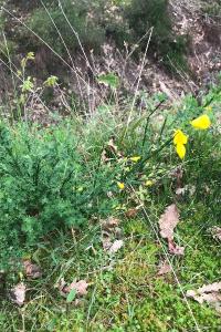 <i>Cytisus scoparius</i>