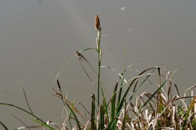 <i>Carex</i>