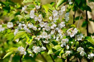 <i>Prunus avium</i>
