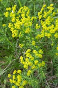 <i>Euphorbia cyparissias</i>