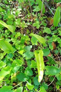 <i>Ophioglossum vulgatum</i>
