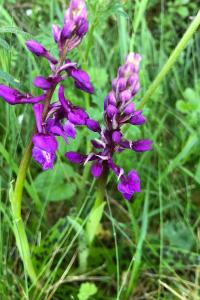 <i>Orchis mascula</i>