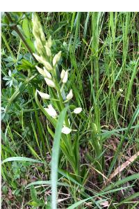 <i>Cephalanthera longifolia</i>