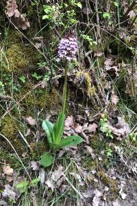 <i>Orchis purpurea</i>