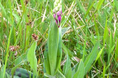 <i>Orchis mascula</i>