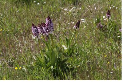 <i>Orchis purpurea</i>