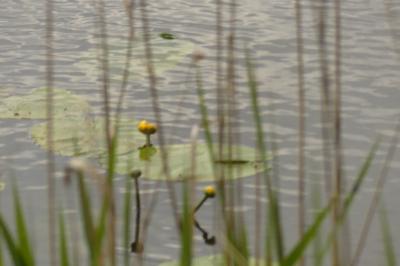 <i>Nuphar lutea</i>