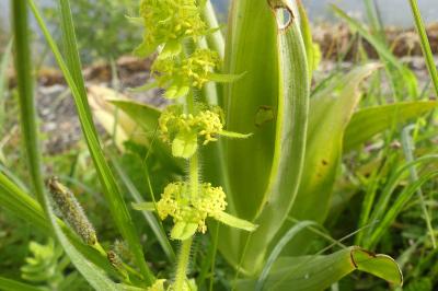 <i>Cruciata laevipes</i>