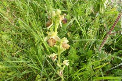 <i>Ophrys aranifera</i>