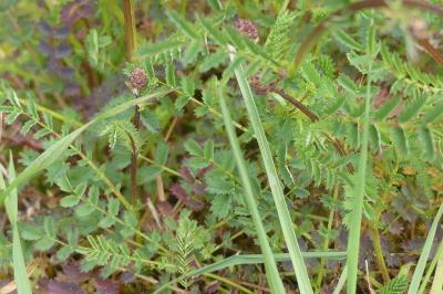 <i>Poterium sanguisorba</i>