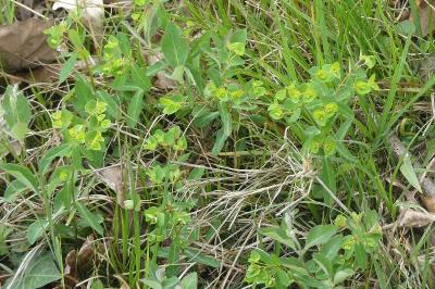 <i>Euphorbia dulcis</i>