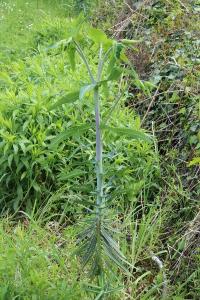 <i>Euphorbia lathyris</i>