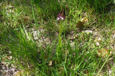 <i>Orchis purpurea</i>