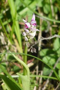 <i>Orchis simia</i>