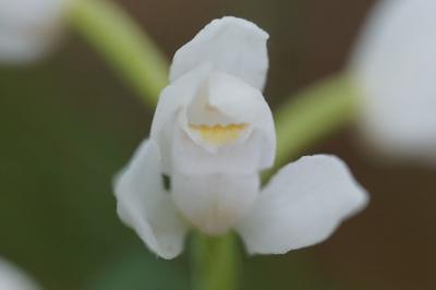 <i>Cephalanthera longifolia</i>