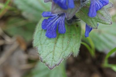 <i>Ajuga genevensis</i>