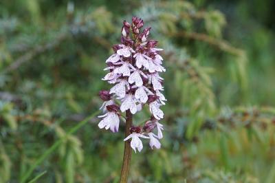 <i>Orchis purpurea</i>